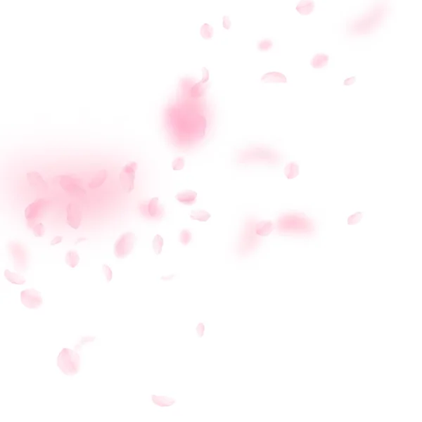 Sakura Petals Falling Romantic Pink Flowers Corner Flying Petals White — Stock Photo, Image