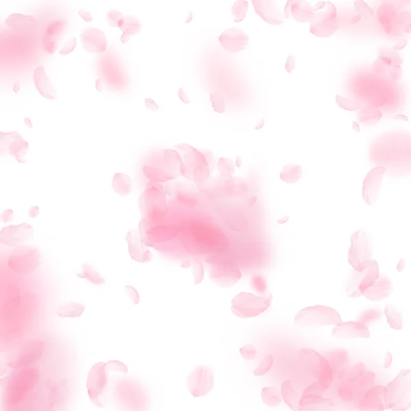 Sakura Petals Falling Romantic Pink Flowers Explosion Flying Petals White — Stock Photo, Image