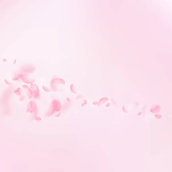 樱花花瓣飘落 浪漫的粉色花彗星 粉红正方形背景上飘扬的花瓣 浪漫的概念 奇特的婚宴请柬 — 图库照片