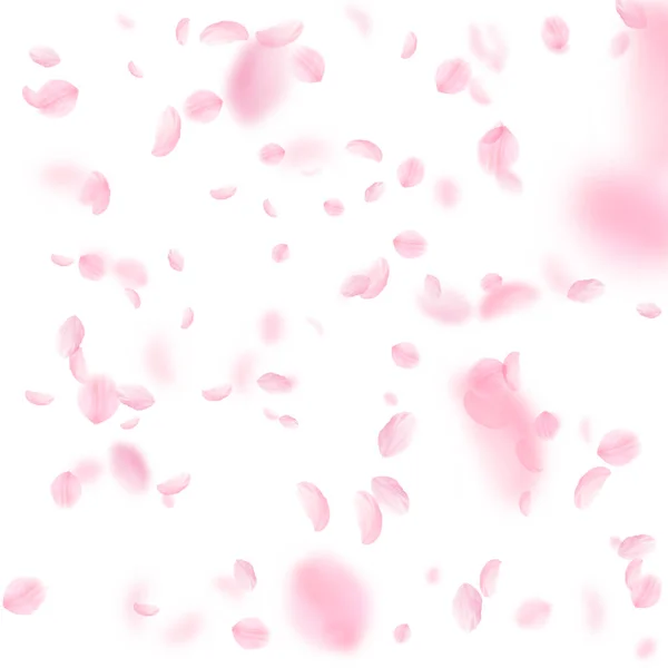 Pétalas Sakura Cair Flores Rosa Românticas Chuva Caindo Pétalas Voadoras — Fotografia de Stock