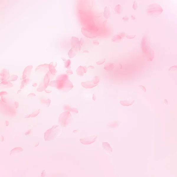 Sakura Petals Falling Romantic Pink Flowers Corner Flying Petals Pink — Stock Photo, Image