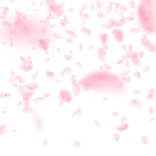 Sakura Petals Falling Romantic Pink Flowers Gradient Flying Petals White — Stock Photo, Image