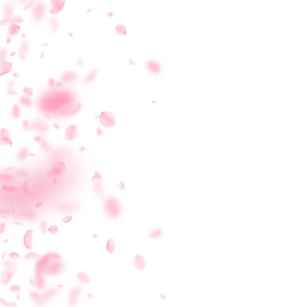 Sakura Petals Falling Romantic Pink Flowers Gradient Flying Petals White — Stock Photo, Image