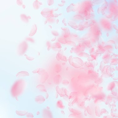 Sakura yaprakları aşağı düşen. Romantik pembe çiçekler degrade. Yaprakları mavi gökyüzü kare arka plan üzerinde uçan. Aşk, romantizm kavramı. İlginç düğün davetiyesi.