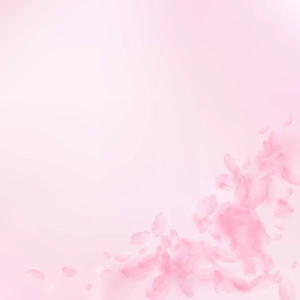 桜の花びらが落ちてきた ロマンチックなピンクの花のコーナー ピンクの四角形の背景に花びらを飛んで 恋愛概念 活気ある結婚式の招待状 — ストック写真