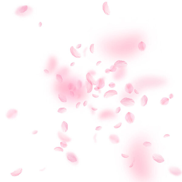 Sakura petals falling down. Romantic pink flowers explosion. Flying petals on white square background. Love, romance concept. Extra wedding invitation.