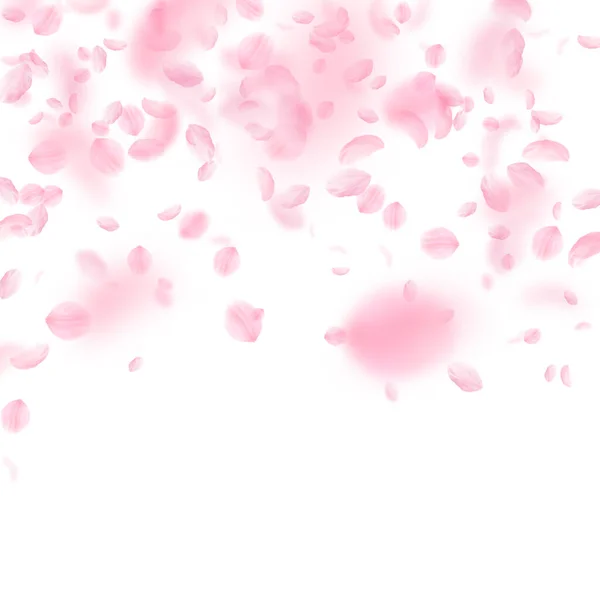 Sakura Petals Falling Romantic Pink Flowers Falling Rain Flying Petals — Stock Photo, Image