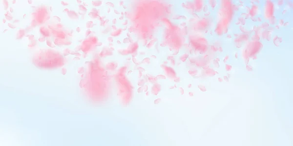 桜の花びらが落ちています ロマンチックなピンクの花の半円 青い空広い背景に花びらを飛んでいます ロマンス概念 素敵な結婚式招待状 — ストック写真
