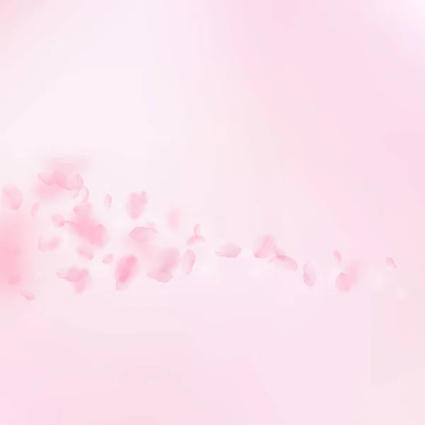 Sakura Petals Falling Romantic Pink Flowers Comet Flying Petals Pink — Stock Photo, Image