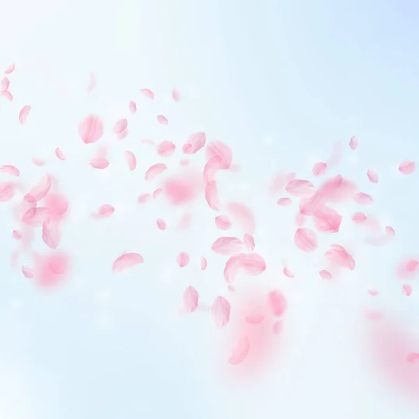 樱花花瓣飘落 浪漫的粉红花朵下着雨 蓝天正方形背景上飘扬的花瓣 浪漫的概念 完美的婚宴请柬 — 图库照片