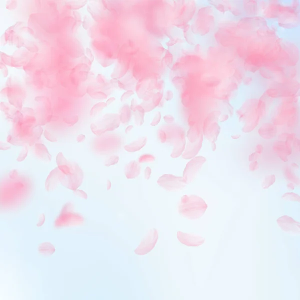 桜の花びらが落ちています ロマンチックなピンクの花は 雨が降っています 青い空の正方形の背景に花びらを飛んでいます ロマンス概念 特別な結婚式招待状 — ストック写真