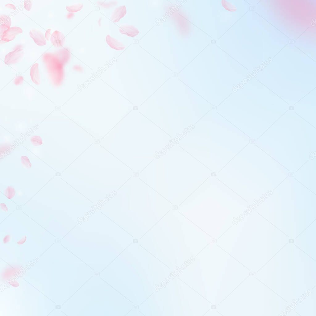 Sakura petals falling down. Romantic pink flowers corner. Flying petals on blue sky square background. Love, romance concept. Pleasant wedding invitation.