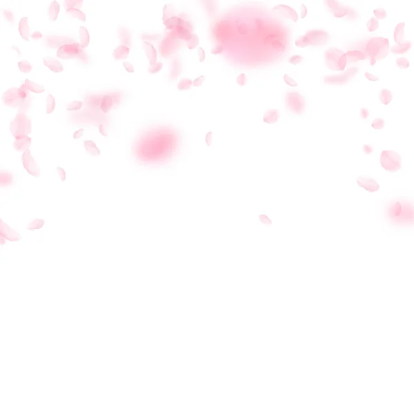 Sakura Petals Falling Romantic Pink Flowers Falling Rain Flying Petals — Stock Photo, Image