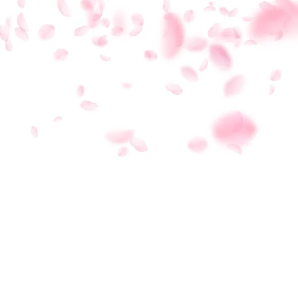 樱花花瓣落下 浪漫粉红色的花朵渐变 在白色正方形背景上的飞花瓣 浪漫的概念 体面的婚礼请柬 — 图库照片