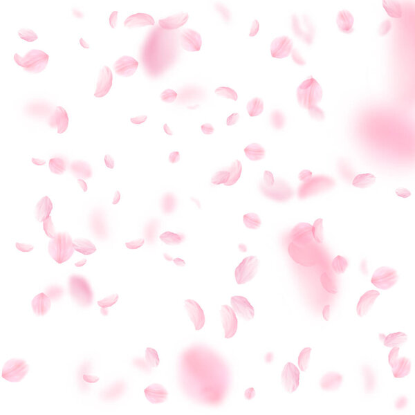 Sakura petals falling down. Romantic pink flowers falling rain. Flying petals on white square background. Love, romance concept. Optimal wedding invitation.