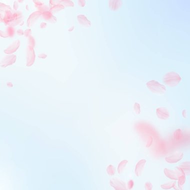 Sakura yaprakları dökülüyor. Romantik pembe çiçek köşesi. Mavi gökyüzü kare arka planında uçan taç yaprakları. Aşk, romantizm kavramı. Değerli düğün davetiyesi.