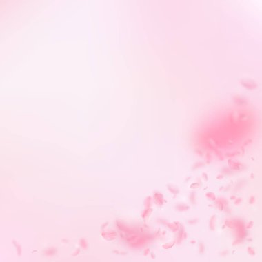 Sakura yaprakları dökülüyor. Romantik pembe çiçek köşesi. Pembe kare arka planda uçan taç yaprakları. Aşk, romantizm kavramı. Harika bir düğün davetiyesi..