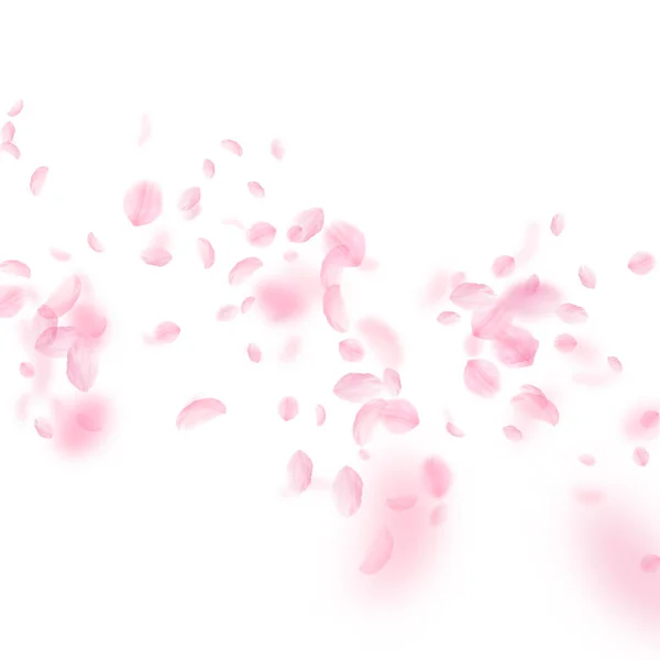 Sakura Petals Falling Romantic Pink Flowers Falling Rain Flying Petals — Stock Photo, Image