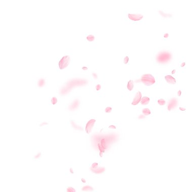 Sakura yaprakları dökülüyor. Romantik pembe çiçek köşesi. Beyaz kare arka planda uçan taç yaprakları. Aşk, romantizm kavramı. Harika bir düğün davetiyesi..