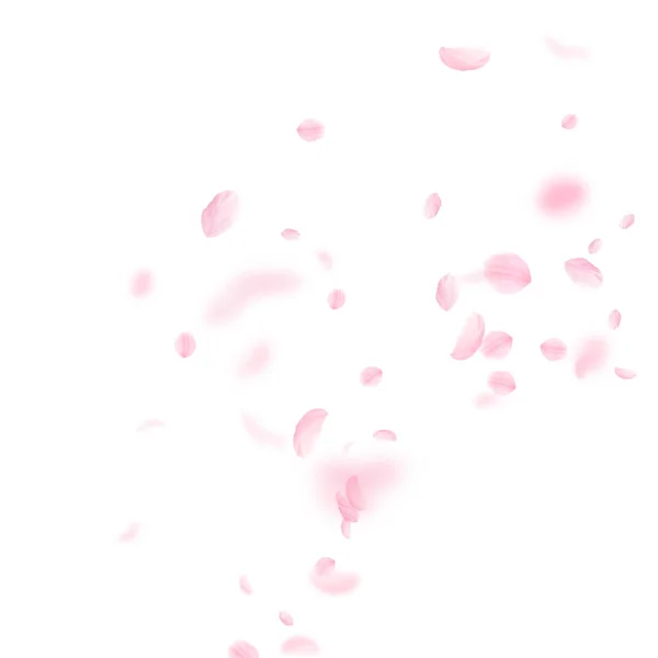 Sakura Szirmok Hullanak Romantikus Rózsaszín Virágos Sarok Repülő Szirmok Fehér — Stock Fotó