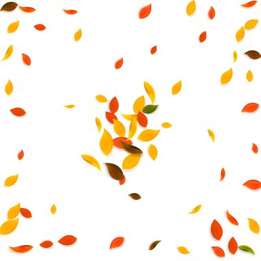 Sonbahar yaprakları dökülüyor. Kırmızı, sarı, yeşil, kaotik yapraklar uçuşuyor. Beyaz arka planda patlama renginde yapraklar. Otantik okul satışına dönüş.