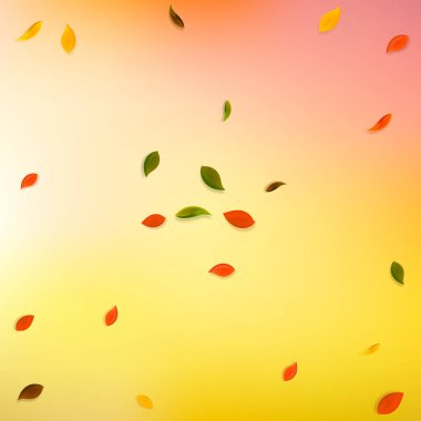 Sonbahar yaprakları dökülüyor. Kırmızı, sarı, yeşil, kahverengi yapraklar uçuşuyor. Eğlenceli günbatımı arka planında patlama renginde yapraklar. Otantik okul satışına dönüş.