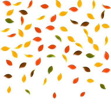 Sonbahar yaprakları dökülüyor. Kırmızı, sarı, yeşil, kahverengi yapraklar uçuşuyor. Dramatik beyaz arka planda rengarenk yapraklar. Harika, okul satışına geri döndük..