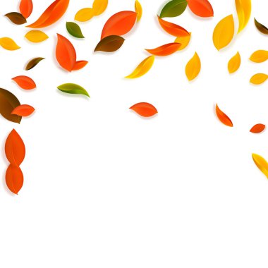 Sonbahar yaprakları dökülüyor. Kırmızı, sarı, yeşil, kaotik yapraklar uçuşuyor. Güzel görünümlü beyaz arka planda yağan renkli yapraklar. Otantik okul satışına dönüş.