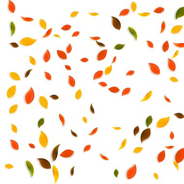 Sonbahar yaprakları dökülüyor. Kırmızı, sarı, yeşil, kaotik yapraklar uçuşuyor. Parlak beyaz arka planda yağan renkli yapraklar. Okul satışına geri dönmek nefes kesici..