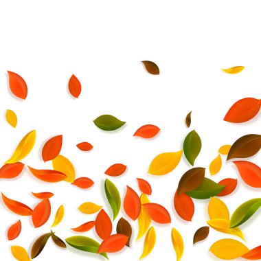 Sonbahar yaprakları dökülüyor. Kırmızı, sarı, yeşil, kaotik yapraklar uçuşuyor. Etkileyici beyaz arka planda yağan renkli yapraklar. Okul satışına geri dönmek nefes kesici..