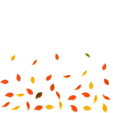 Sonbahar yaprakları dökülüyor. Kırmızı, sarı, yeşil, kahverengi yapraklar uçuşuyor. Beyaz arka planda rengarenk yapraklar. Harika, okul satışına geri döndük..