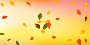 Falling autumn leaves. Red, yellow, green, brown neat leaves flying. Explosion colorful foliage on exotic white background. Beauteous back to school sale.