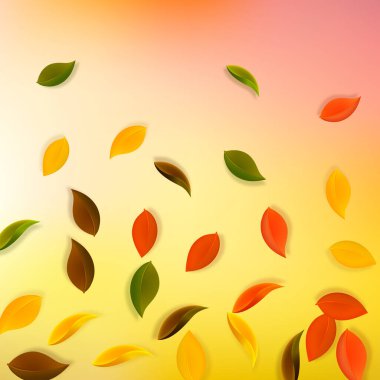 Sonbahar yaprakları dökülüyor. Kırmızı, sarı, yeşil, kahverengi, temiz yapraklar uçuşuyor. Kusursuz günbatımı arka planında rengarenk yapraklar. Harika, okul satışına geri döndük..