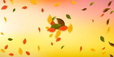 Sonbahar yaprakları dökülüyor. Kırmızı, sarı, yeşil, kaotik yapraklar uçuşuyor. Enerji dolu beyaz arka planda patlayan renkli yapraklar. Güzel, okul satışına geri döndü..