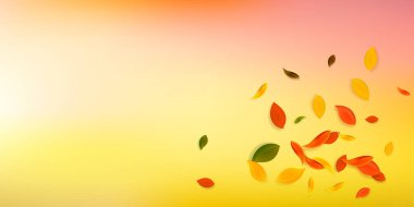 Sonbahar yaprakları dökülüyor. Kırmızı, sarı, yeşil, kaotik yapraklar uçuşuyor. Nefis beyaz arka planda patlayan renkli yapraklar. Okul satışına geri dönmek büyüleyici..