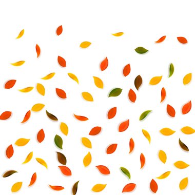 Sonbahar yaprakları dökülüyor. Kırmızı, sarı, yeşil, kahverengi yapraklar uçuşuyor. Güzel beyaz arka planda rengarenk yapraklar. Harika, okul satışına geri döndük..