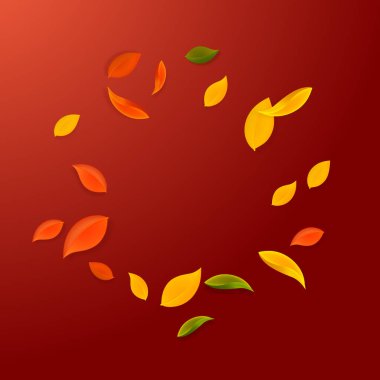 Sonbahar yaprakları dökülüyor. Kırmızı, sarı, yeşil, kaotik yapraklar uçuşuyor. Güzel kırmızı arka planda renkli bir yaprak. Okul satışına geri dönmek harika..