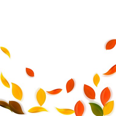 Sonbahar yaprakları dökülüyor. Kırmızı, sarı, yeşil, kahverengi, temiz yapraklar uçuşuyor. Muhteşem beyaz arka planda yağan renkli yapraklar. Otantik okul satışına dönüş.