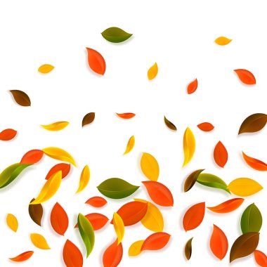 Sonbahar yaprakları dökülüyor. Kırmızı, sarı, yeşil, kaotik yapraklar uçuşuyor. Beyaz arka planda rengarenk yapraklar. Harika, okul satışına geri döndük..