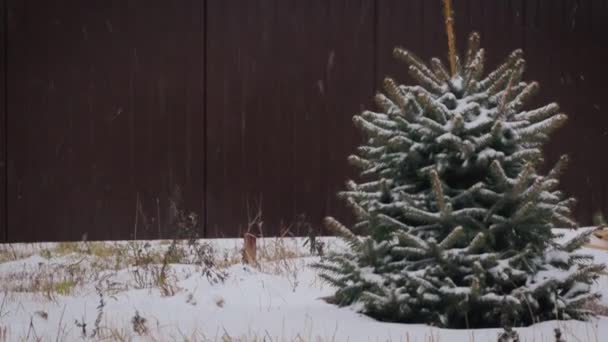 冬の日には 家の近くの庭に小さなモミの木があり その上に雪が降っています — ストック動画