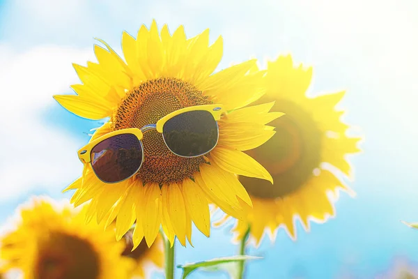 Field Sunflowers Sunflowers Wearing Sunglasses Summer Concept Uvf Children Adults — Fotografia de Stock