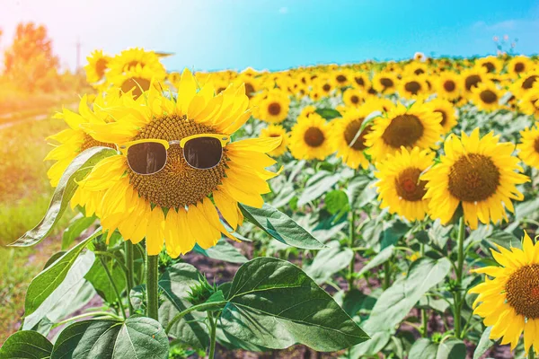 Field Sunflowers Sunflowers Wearing Sunglasses Summer Concept Uvf Children Adults — Stock Fotó