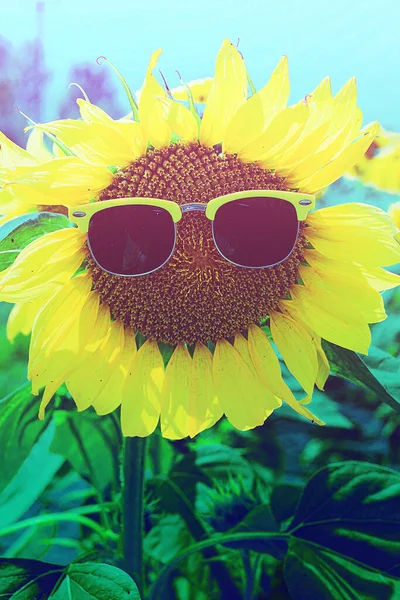 Field Sunflowers Sunflowers Wearing Sunglasses Summer Concept Uvf Children Adults — Stockfoto
