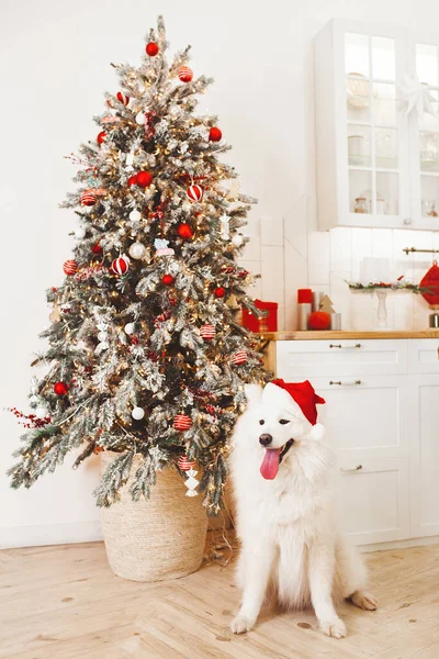 Різдвяна Концепція Вітальна Листівка Ялинкою Собакою Червоному Капелюсі Інтер Концепції Ліцензійні Стокові Зображення
