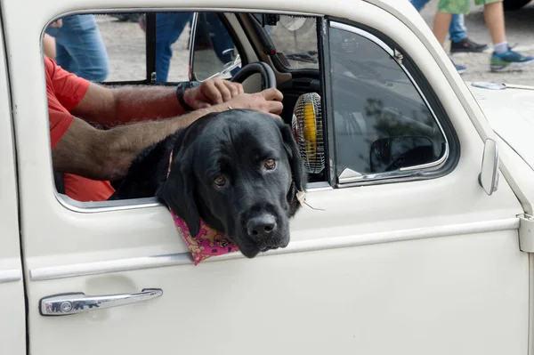 Svart Ras Hund Sitter Passagerarsätet Med Huvudet Genom Fönstret Bredvid — Stockfoto