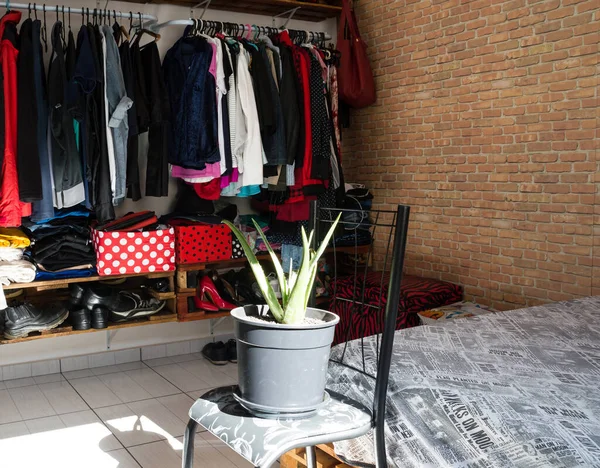 Aloe Recebendo Sol Sala Apartamento Cima Uma Cadeira Fundo Roupas — Fotografia de Stock