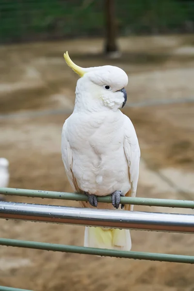 Yellow Crested Cockatoo Vertical Format — Zdjęcie stockowe