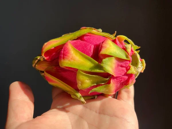 Fresh Dragon Fruit Hand — Stockfoto