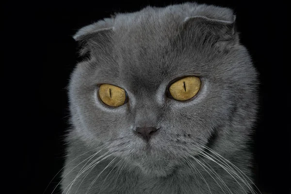Portrait of Scottish Fold gray cat on black background