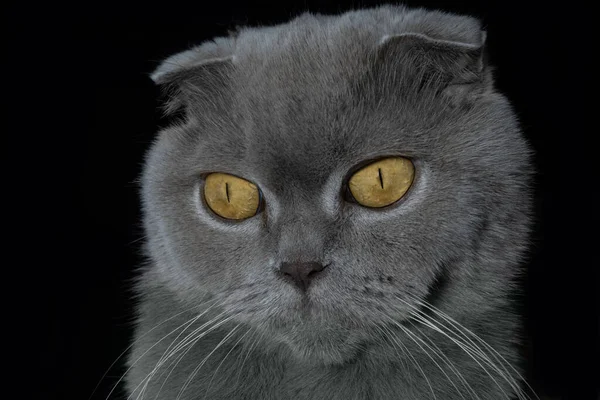 Retrato de gato gris Fold escocés sobre fondo negro —  Fotos de Stock